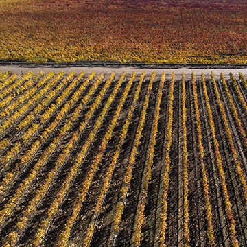 An arial view of rows of grape vines at the Benjamin Vineyard