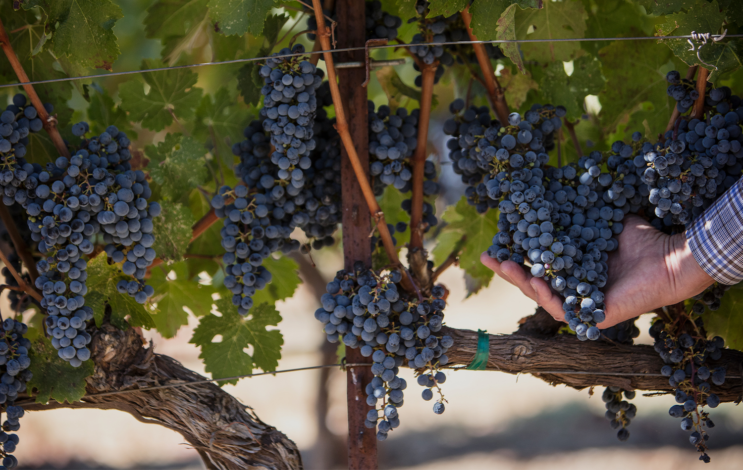 A hand checks the progress of growing grapes