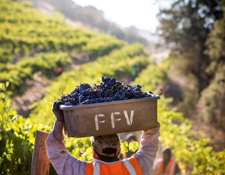 A vineyard working holding a bin of Cabernet grapes over his head at Winston Hill Vineyard