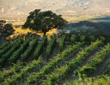 Vineyard in Rutherford