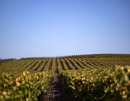 Lewis Vineyard in Carneros