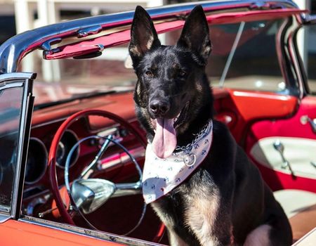 Magnum Frank in a classic car