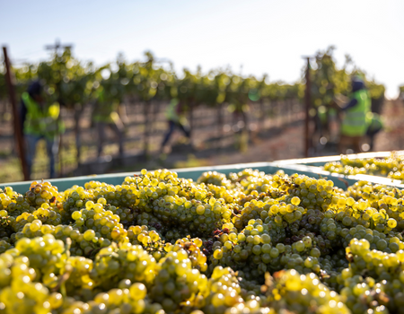 Chardonnay wine grape clusters sit in bins at Frank Family Vineyard’s Lewis Vineyard